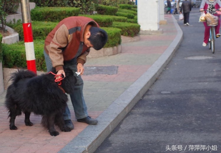 烟台街头受人尊敬并被爱戴的狗狗们