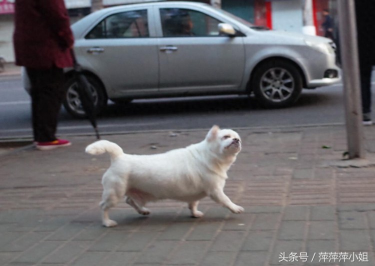 烟台街头受人尊敬并被爱戴的狗狗们