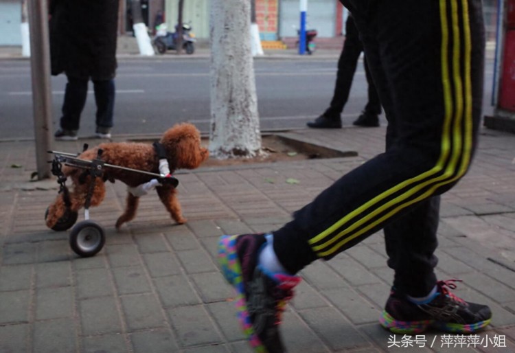 烟台街头受人尊敬并被爱戴的狗狗们