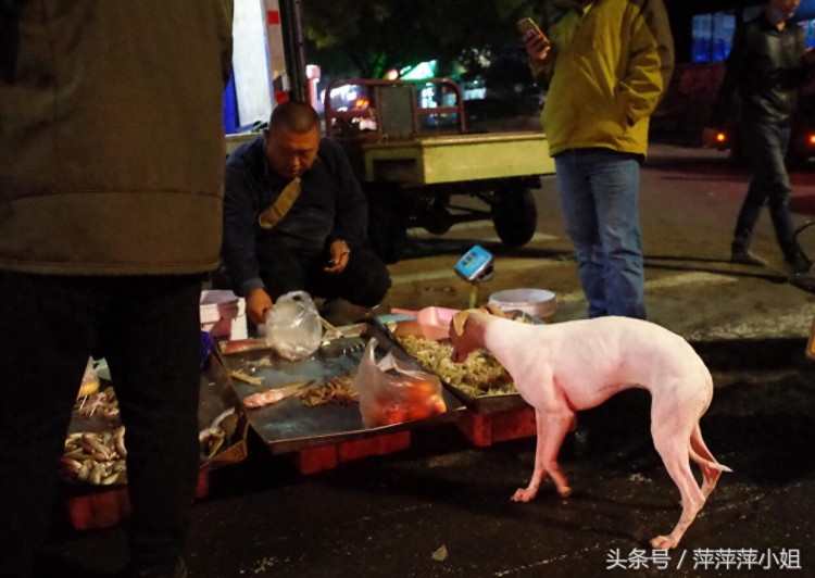 烟台街头受人尊敬并被爱戴的狗狗们