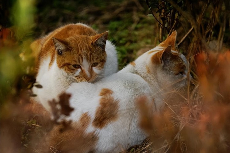 养土猫好还是品种猫好过来人告诉你区别很大！