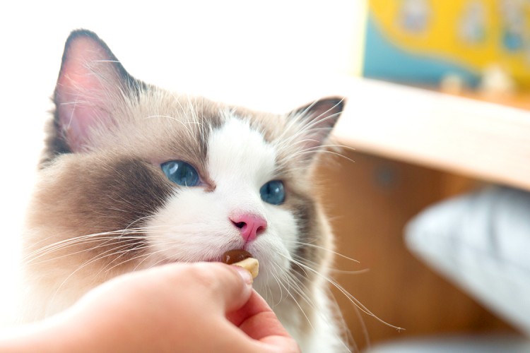 如何给猫咪，挑选一款健康的猫零食？