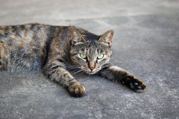 一只狸花猫从深圳航空托运的海口的案例分享