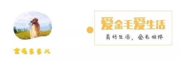 为什么狗狗明知道自己做错事情却不改正，挨骂之后还会继续去做？