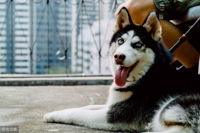 介绍犬种科普 哈士奇 (西伯利亚雪橇犬)