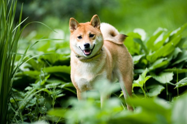 犬种科普 柴犬