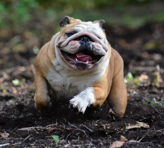 犬种介绍科普英国斗牛犬