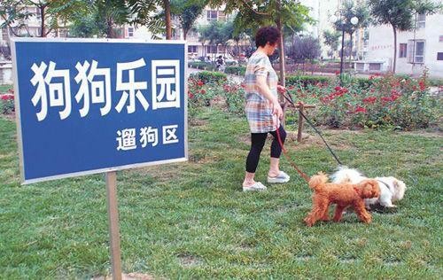 文明养犬你我并行