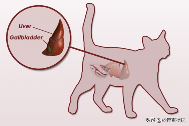 胖猫最可爱？不要掉以轻心，小心脂肪肝来找你