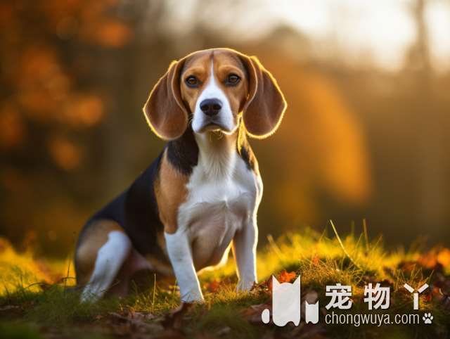 比熊犬多少钱一只？