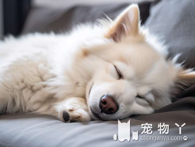 银狐犬2个月冷吗？