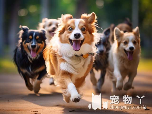 罗威纳犬可以做警犬吗？