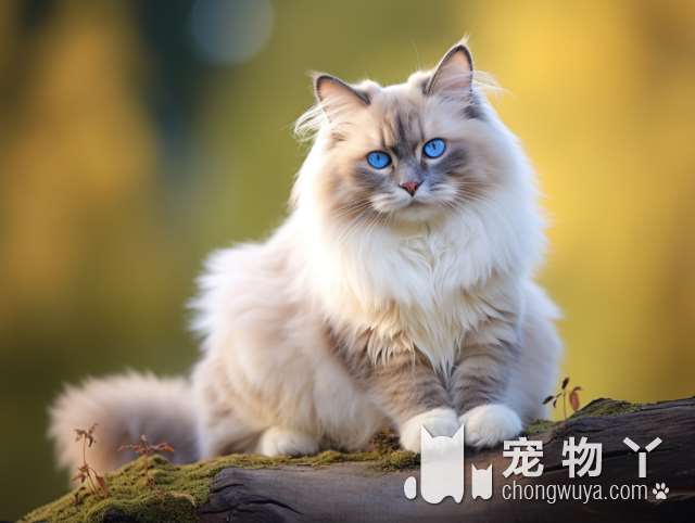 深圳KittyComing小猫来了，如此高品质的猫咪，你还能不心动吗?