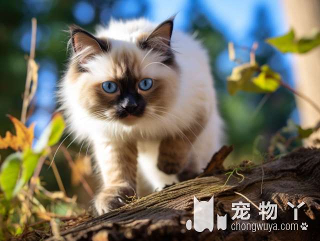 深圳米乐乖乖宠物生活馆：猫猫特别多，你想和它们玩吗？