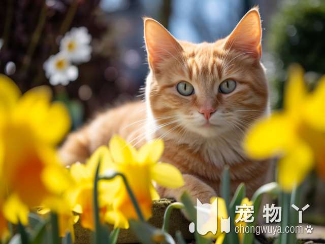 深圳米乐乖乖宠物生活馆：你会被这些可爱小猫猫包围吗？