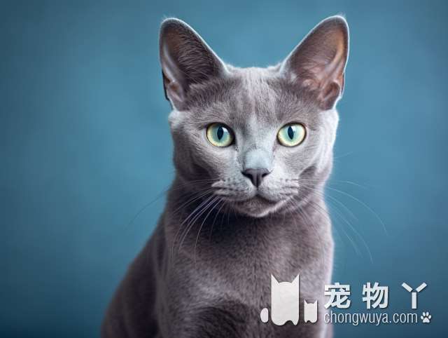 深圳灵动猫舍，有最可爱的猫咪等你来领养吗?