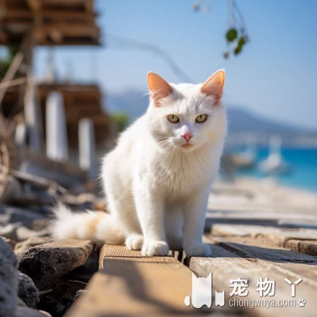 为什么选择深圳米乐乖乖宠物生活馆猫舍给你的宠物一个伴儿?