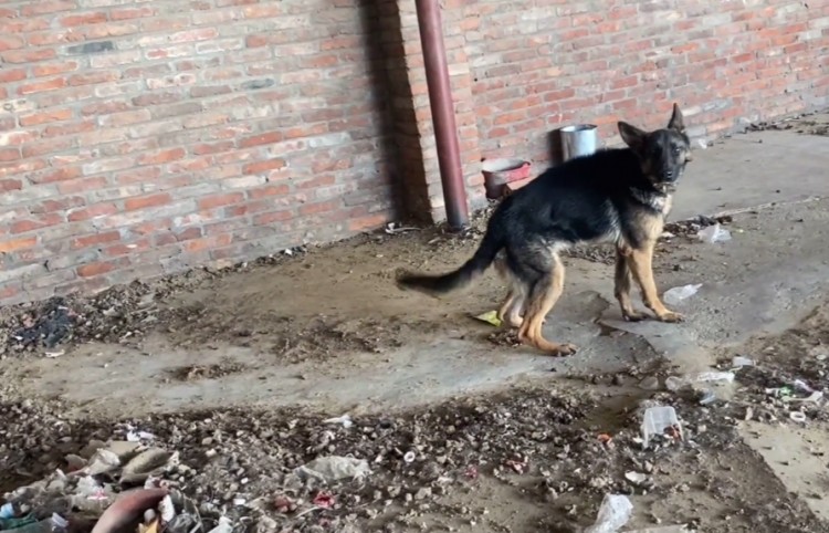 深圳：德牧被锁垃圾旁，狗狗饿得仅剩皮包骨，发现小伙拼命摇尾巴